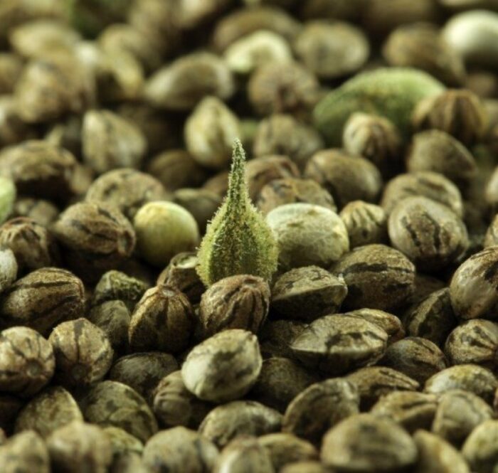 Graines cannabis