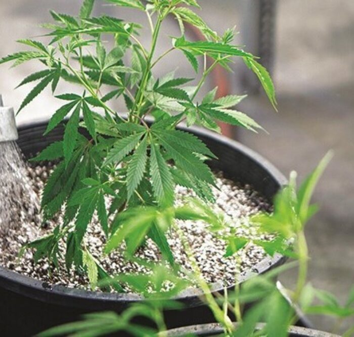 Growing cannabis
