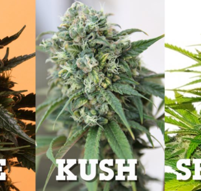 Haze skunk kush