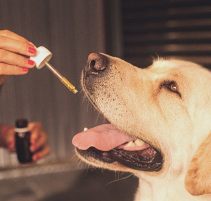 Huile cbd pour animaux