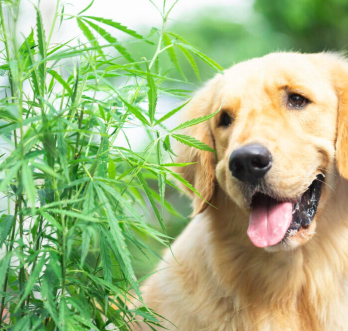 Huile cbd pour chiens et chats