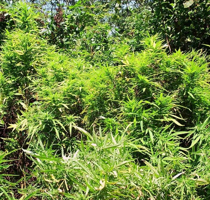 La culture de la marijuana en plein air