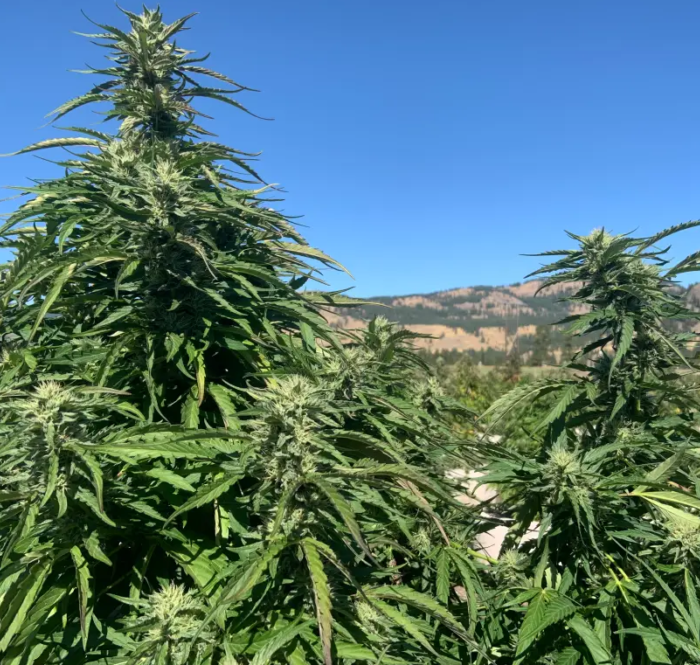 Le guide complet sur comment et quand recolter le cannabis