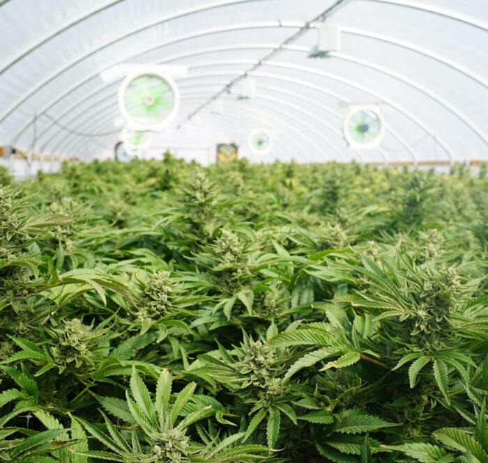 La marijuana, souvent désignée aussi par des termes tels que weed, ganja ou kief, est la matière végétale caractérisée par les inflorescences produites par les plantes femelles de cannabis sativa.