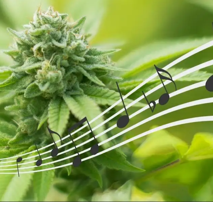Musique marijuana