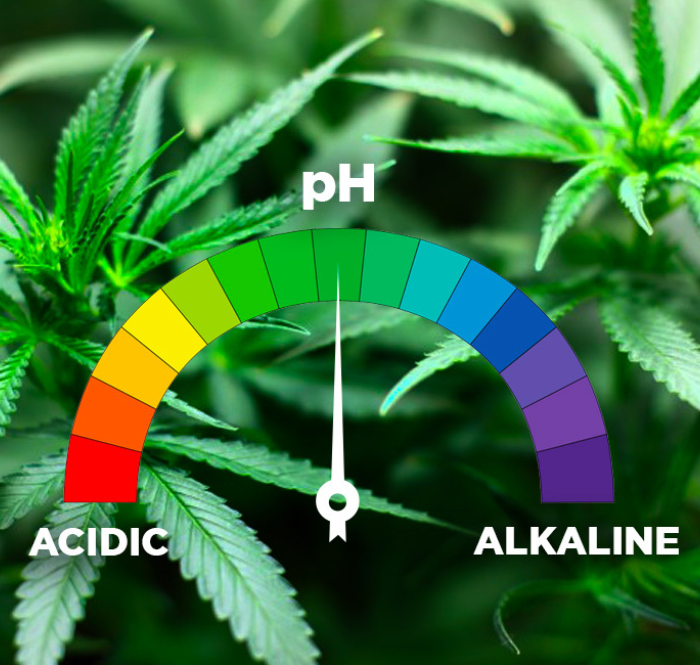 Un bon cultivateur doit essayer de créer les conditions et l'environnement adéquats, en tenant compte de l'éclairage, de la température, de l'humidité, sans oublier un élément fondamental, le pH.