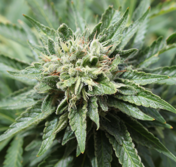 Plante cannabis