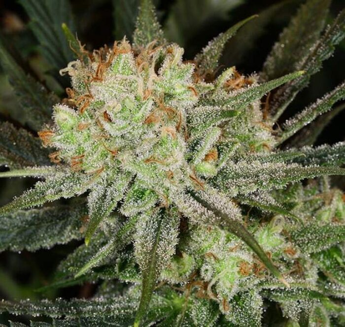 Principales caracteristiques du super lemon haze
