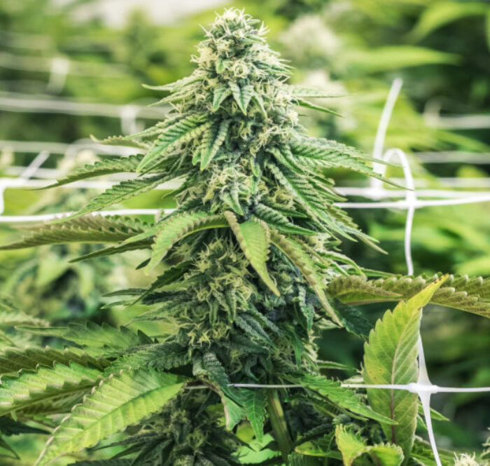 Scrog de culture du cannabis