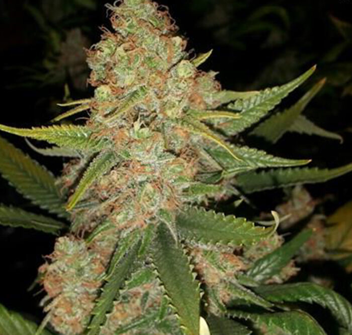 Silver strain haze