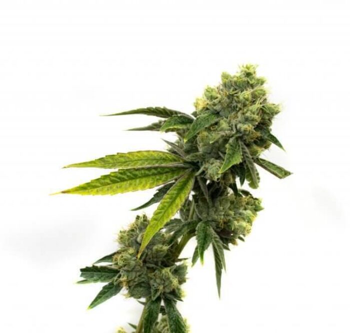 Strawberry kush marijuana