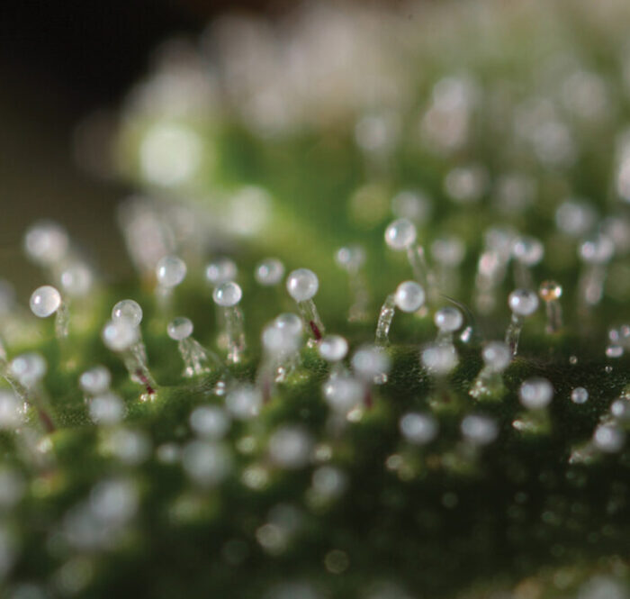 Terpenes cannabis