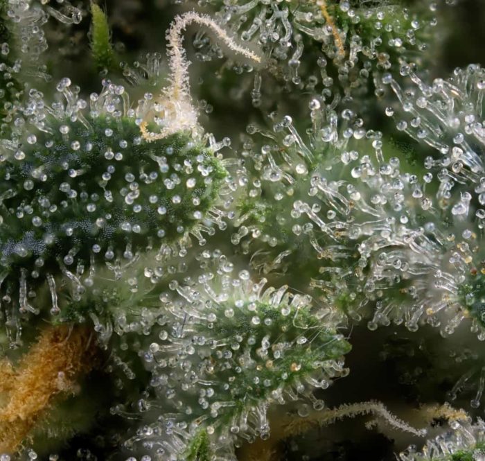 Terpeni