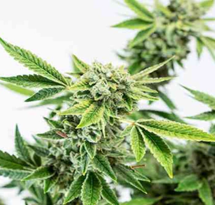 Varietes de cannabis