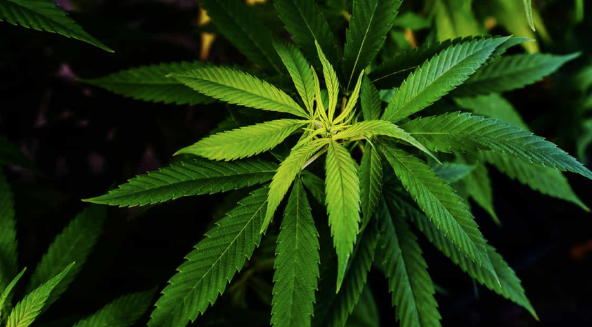 El cannabis índico, originario de zonas subtropicales como Pakistán, Afganistán e India, ha tenido que adaptarse a una luz solar menos constante durante todo el año