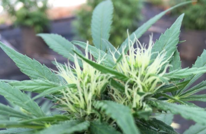 Las plantas masculinas se distinguen de las femeninas porque producen pequeñas preflores en forma de bola que sustituyen a los pistilos en forma de hilo.