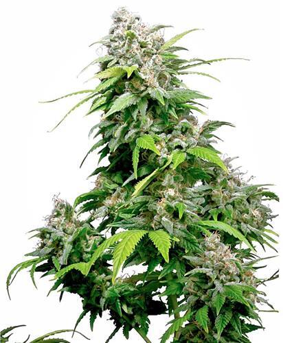 El cannabis índica es una variedad de cáñamo que suele ser originaria de zonas como Afganistán, Pakistán, el norte de la India, el Hindu Kush y partes de Europa del Este.