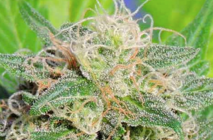 Las inflorescencias producidas por la variedad Amnesia Haze son extremadamente ricas en resina de cannabis, con un característico tono claro y brillante.