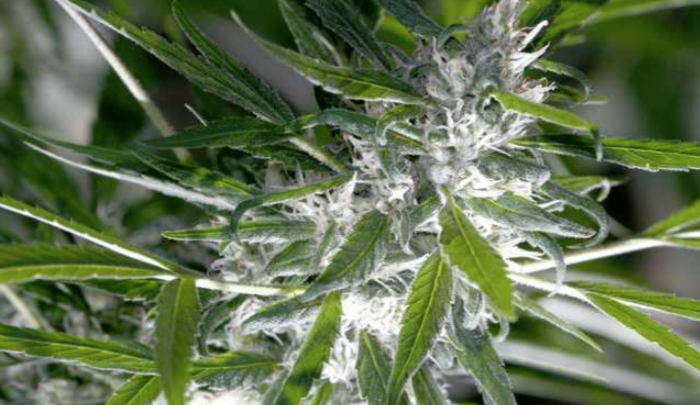 Lo suficientemente pequeños como para que sea necesario utilizar un microscopio o una lupa para observar sus características, los tricomas son filamentos cristalinos que cubren las inflorescencias del cannabi