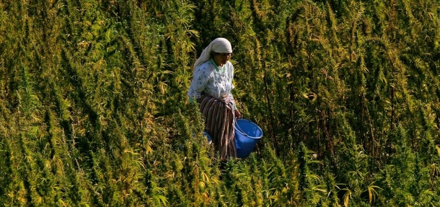 El cannabis es una especie botánica bastante versátil: esto significa que se adapta bien a diferentes contextos climáticos, incluso particularmente hostiles, garantizando resultados óptimos.