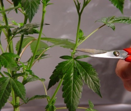 L'une des techniques de taille les plus simples, qui convient également aux cultivateurs débutants, consiste à éclaircir les branches les moins développées et les plus basses des plantes.