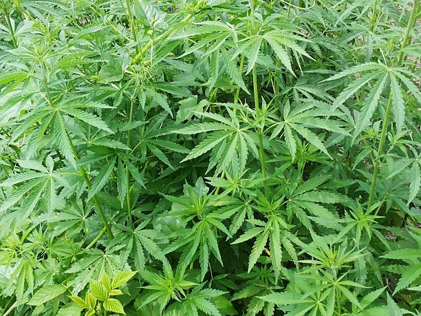 It is the central phase in the development of our plant and certainly the most important. The entire development of the plant depends on this phase.