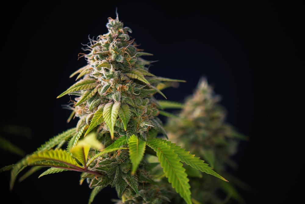Gorilla Kush is an indica-dominant hybrid marijuana strain originating from the USA