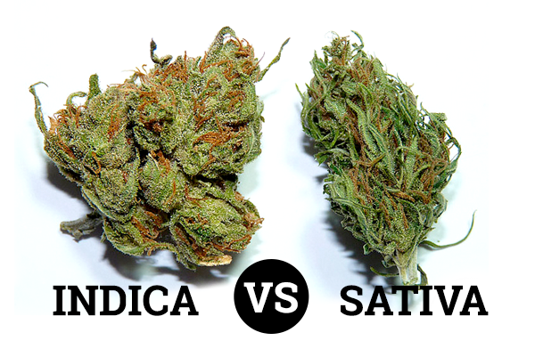 Los orígenes de la índica y la sativa son diferentes, ya que los dos tipos de cannabis se originaron en distintas regiones tropicales.