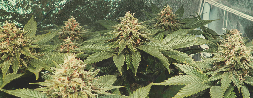 Gorilla Kush is ideal for indoor growing because the fully grown specimens are handy and small.