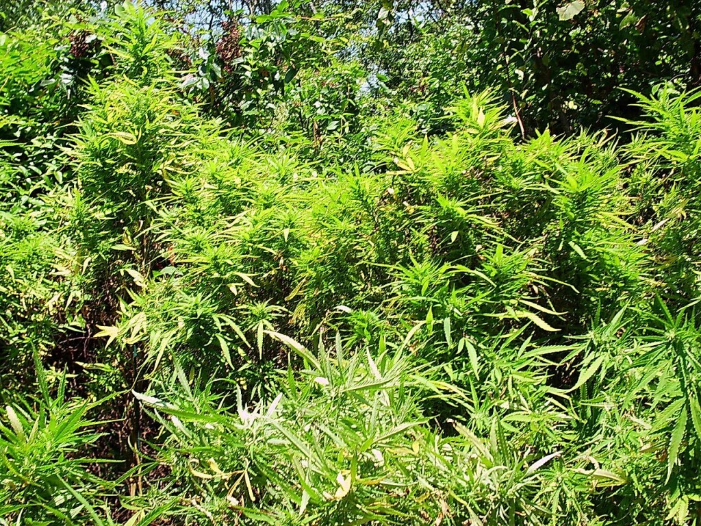 La culture du chanvre en plein air se fait au contraire en pleine terre, suivant le cycle saisonnier de la plante, inséré dans un contexte qui ne peut pas être contrôlé, à commencer par le climat.