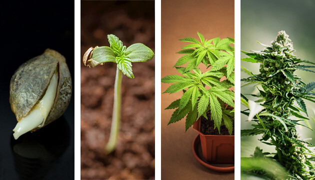 C'est la phase centrale du développement de la plante de cannabis et certainement, la plus importante. De cette phase végétative dépend tout le développement de la plante ; si elle est cultivée en intérieur, par exemple dans un climat méditerranéen, cette phase dure généralement de la sortie du plant jusqu'aux mois de juillet et août.