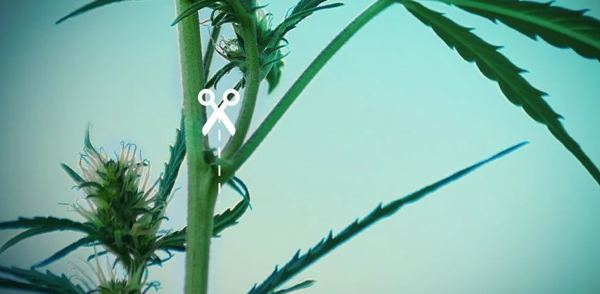 Le lollipopping est une technique de taille qui permet à vos plantes de cannabis de concentrer leur énergie sur les sites des plus gros bourgeons, généralement autour de leur canopée.