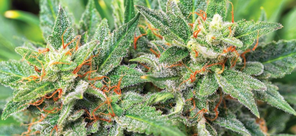 In this article we will find out everything about Mango Haze, what its effects are and how to grow it in order to get a good herb, giving a satisfying and truly satisfying experience.