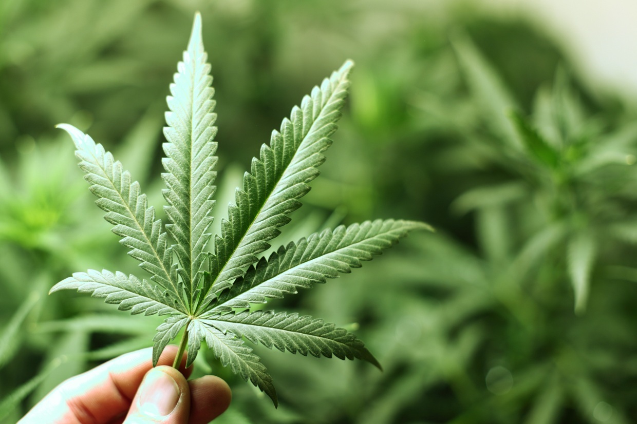 Marijuana legale: dove comprarla, come coltivarla