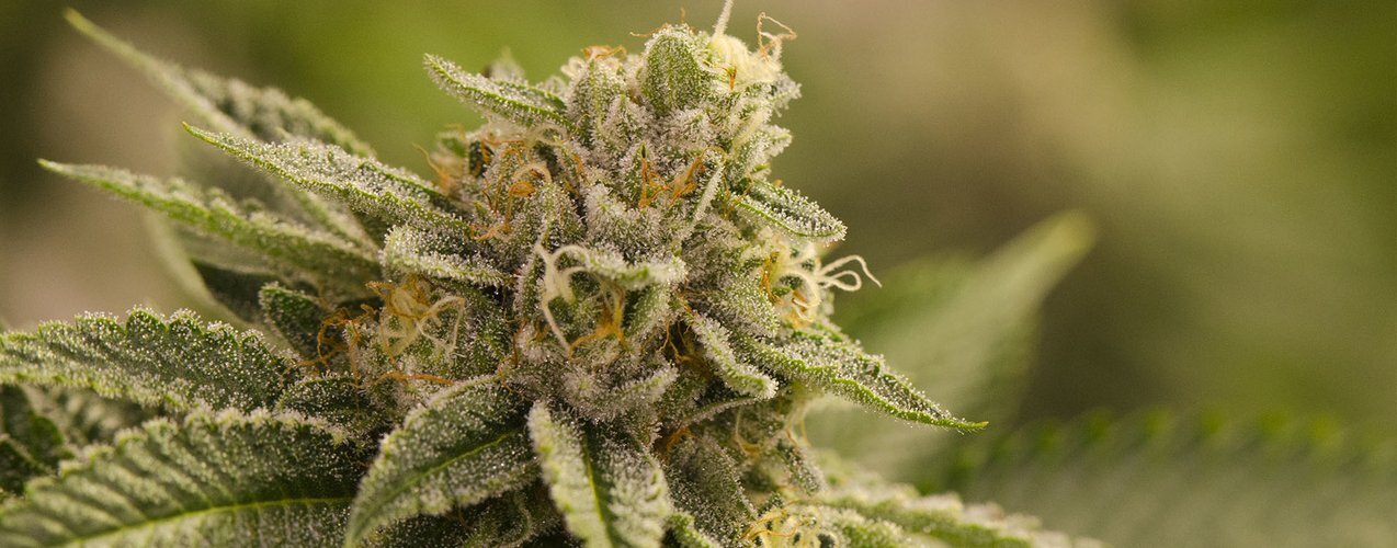 L’OG Kush est une variété de cannabis très puissante qui est renommée pour son apparence, son arôme et ses effets psychoactifs de longue durée.