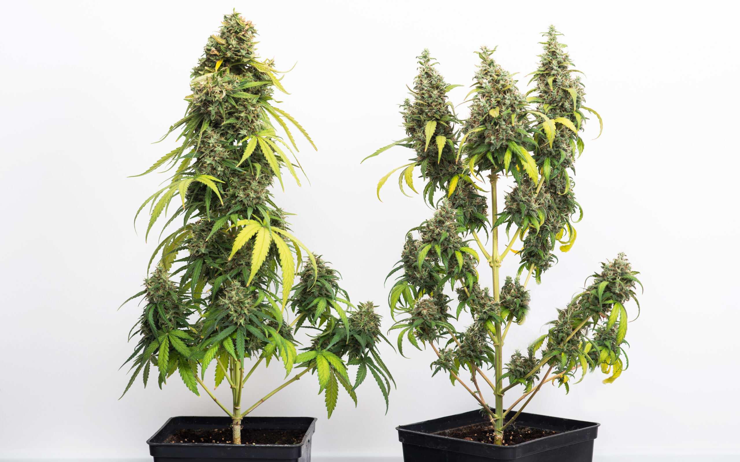 En este artículo intentaremos guiarte de la mejor manera posible para que puedas empezar a cultivar tu propio planta de marihuana.