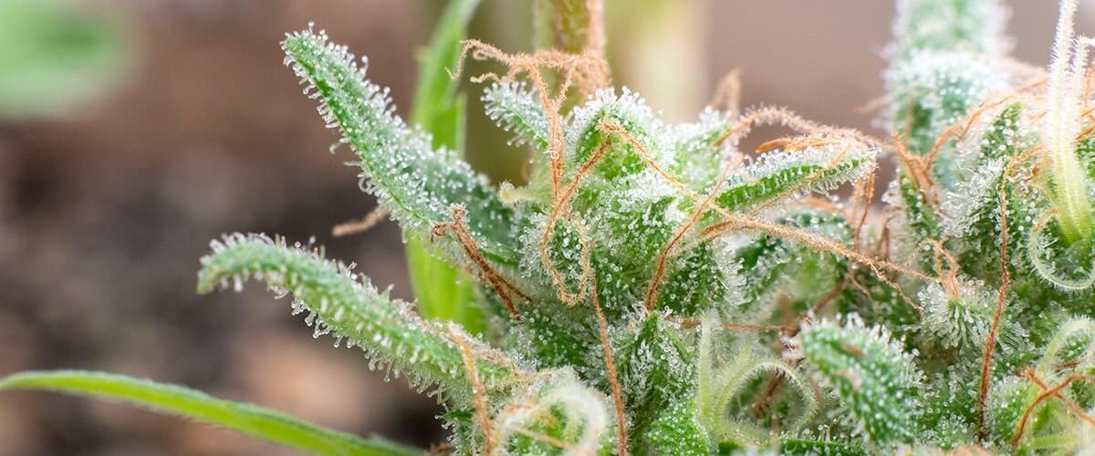 La qualité de la récolte de cannabis dépend strictement de la qualité des trichomes