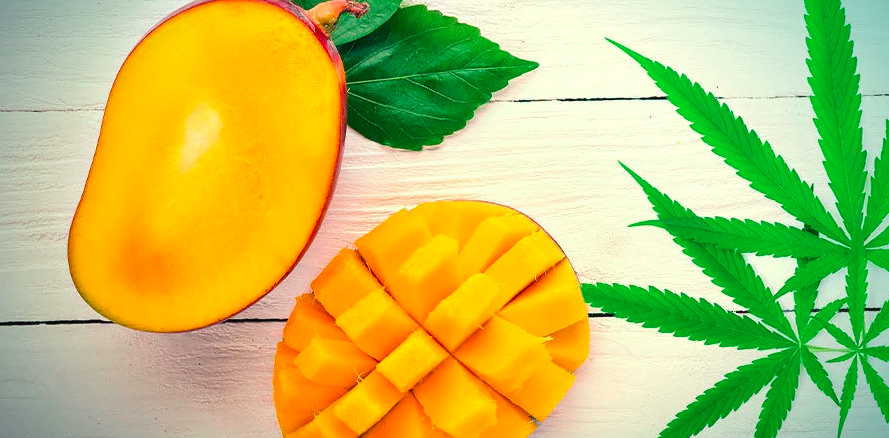La variété de marijuana Mango Haze est un hybride génétique principalement sativa, le résultat de recherches et d'expériences minutieuses menées par des sélectionneurs de renommée internationale tels que Shantibaba et Nevi de Mr.Nice Seeds Bankl