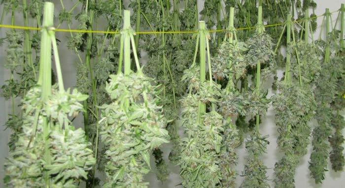 A distinction must be made between drying and polymerisation. Drying is the first of the treatments to which we have to of the treatments to which we must subject our crop.