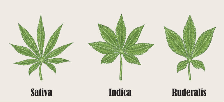 Pour mieux comprendre de quoi nous parlons, passons brièvement en revue les caractéristiques typiques de chacune des trois espèces de cannabis que nous connaissons : sativa, indica et ruderalis.