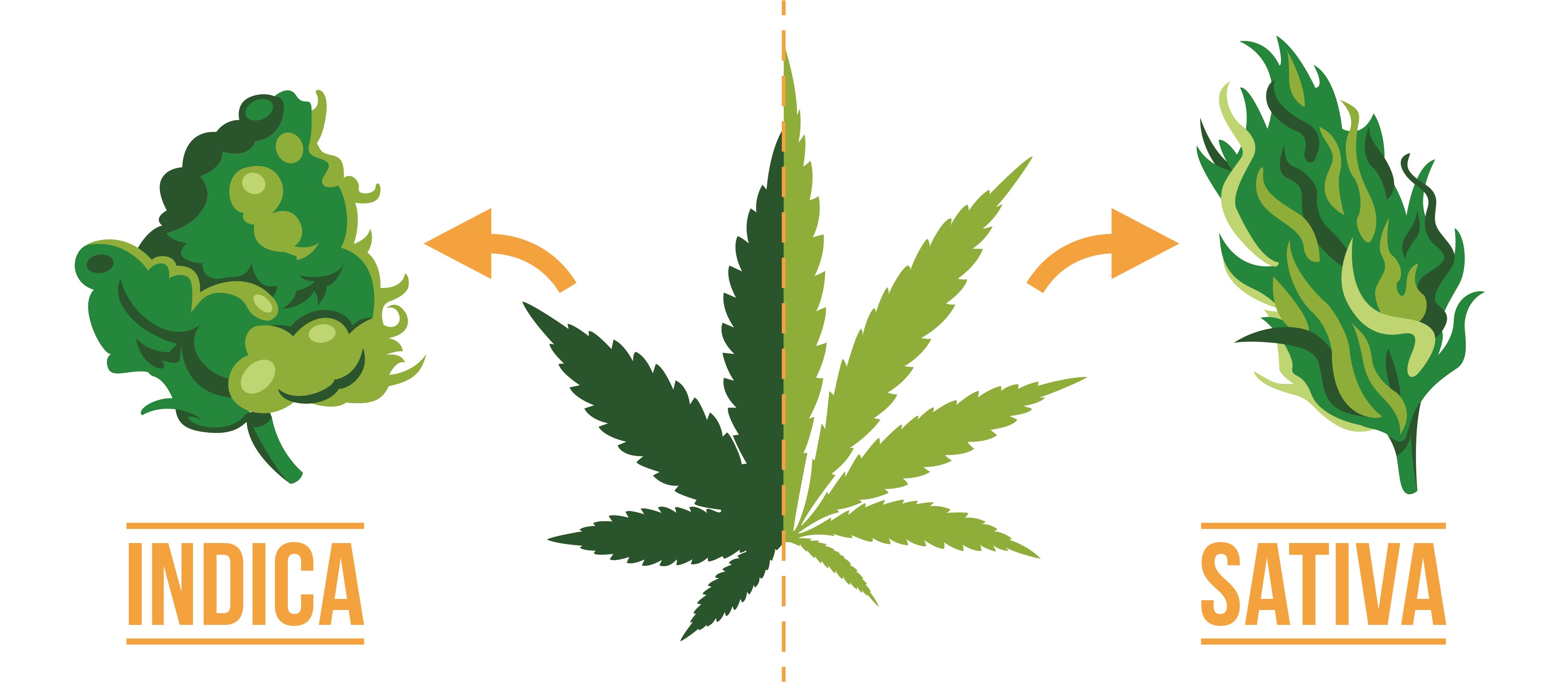 The origins of indica and sativa strains are different, as the two varieties of cannabis originated in different tropical regions.