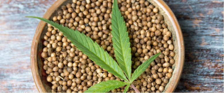 How to Choose Your Marijuana Seeds