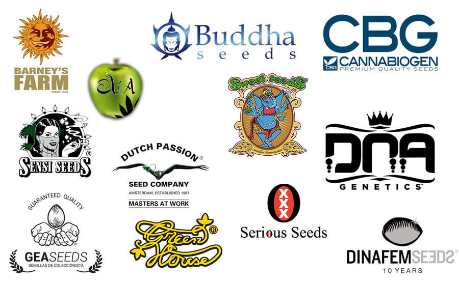 Existen muchas variedades de semillas de planta de marihuana, apreciadas no sólo por la concentración de THC y CBD sino también y sobre todo por el aroma característico y el sabor particular y refinado, siempre diferente según la cepa a la que pertenezcan.