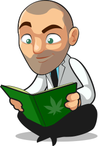 Sour Diesel est une plante très agréable à cultiver, d'autant plus qu'il s'agit d'une variété sativa.
