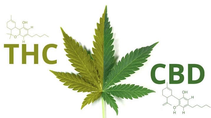 Avant de conclure, revenons sur les différences de fond entre la CBD et le THC.