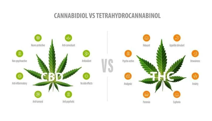 Son los ingredientes activos que residen en la materia vegetal y actúan de forma diferente en el cerebro humano dependiendo de cómo son percibidos por receptores específicos, que forman parte del sistema endocannabinoide. Presentes en mayor medida son precisamente el THC y el CBD.