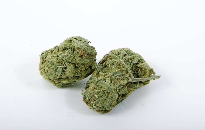 Pourquoi la White Widow est-elle si populaire auprès des amateurs de cannabis